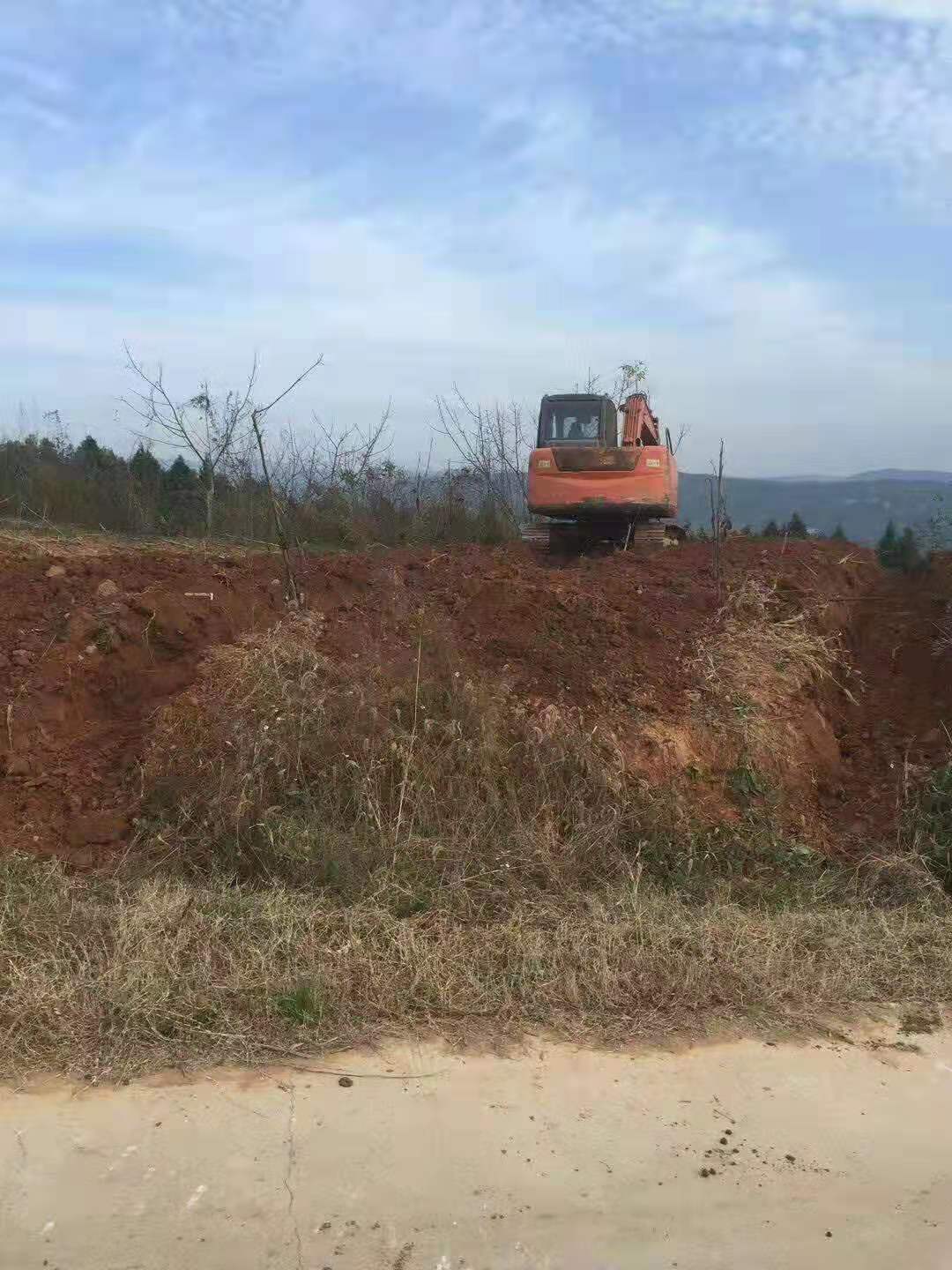 脆红李苗,四川脆红李苗,四川高产脆红李苗