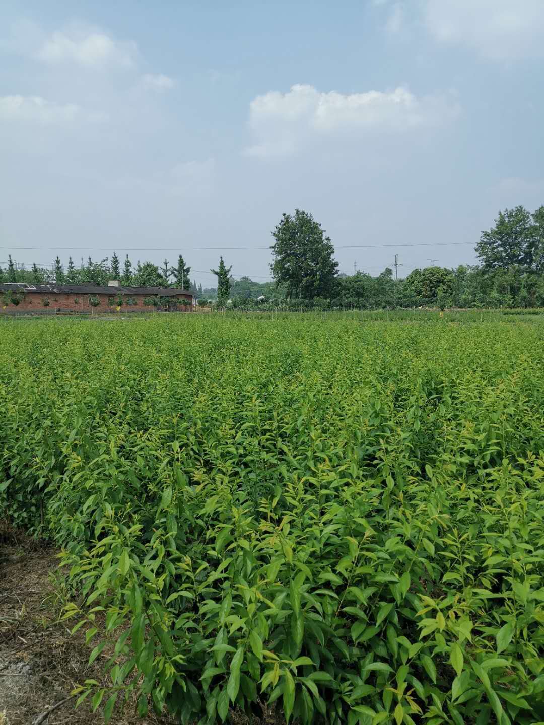 脆紅李樹(shù)苗,四川脆紅李樹(shù)苗批發(fā)價(jià)格