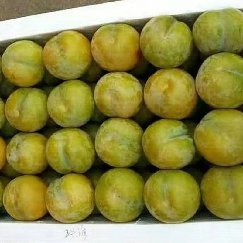 重慶早熟李子苗品種介紹,重慶蜂糖李樹苗品種介紹