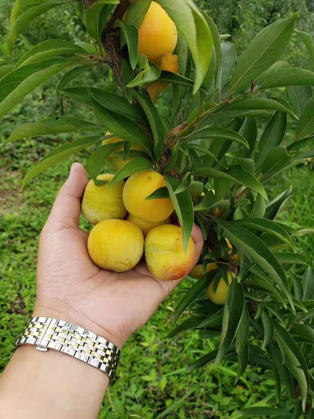 重庆蜂糖李子苗,重庆蜂糖李子苗批发基地