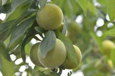 四川李子樹苗種植技術(shù),四川蜂糖李子苗種植技術(shù)