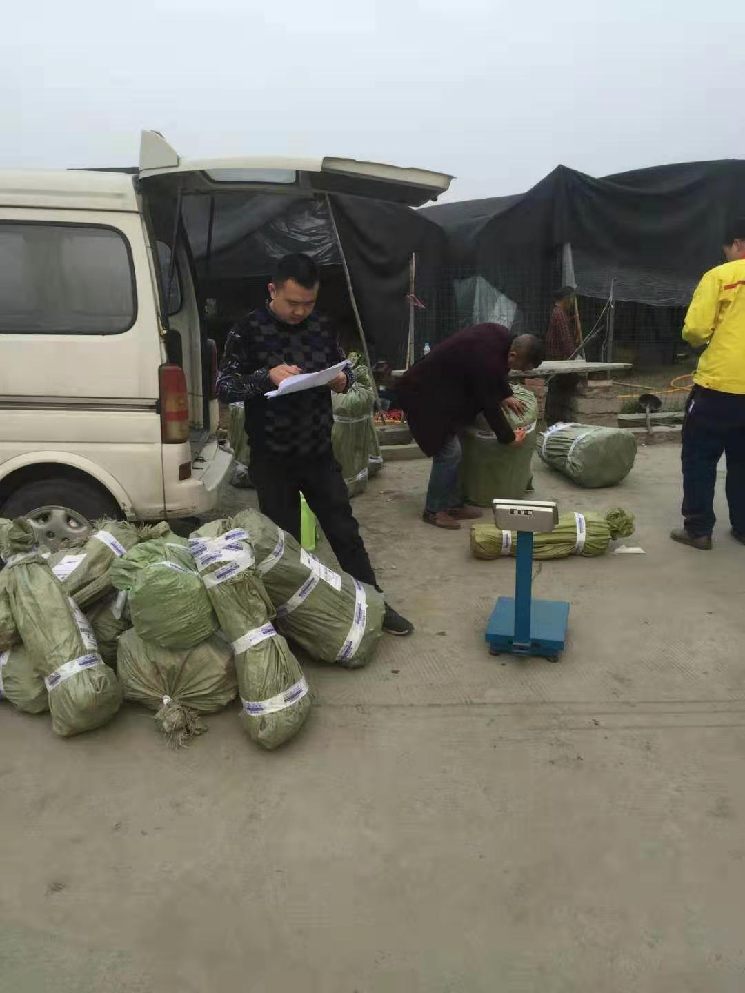 重庆蜂糖李子苗,重庆蜂糖李子苗批发基地