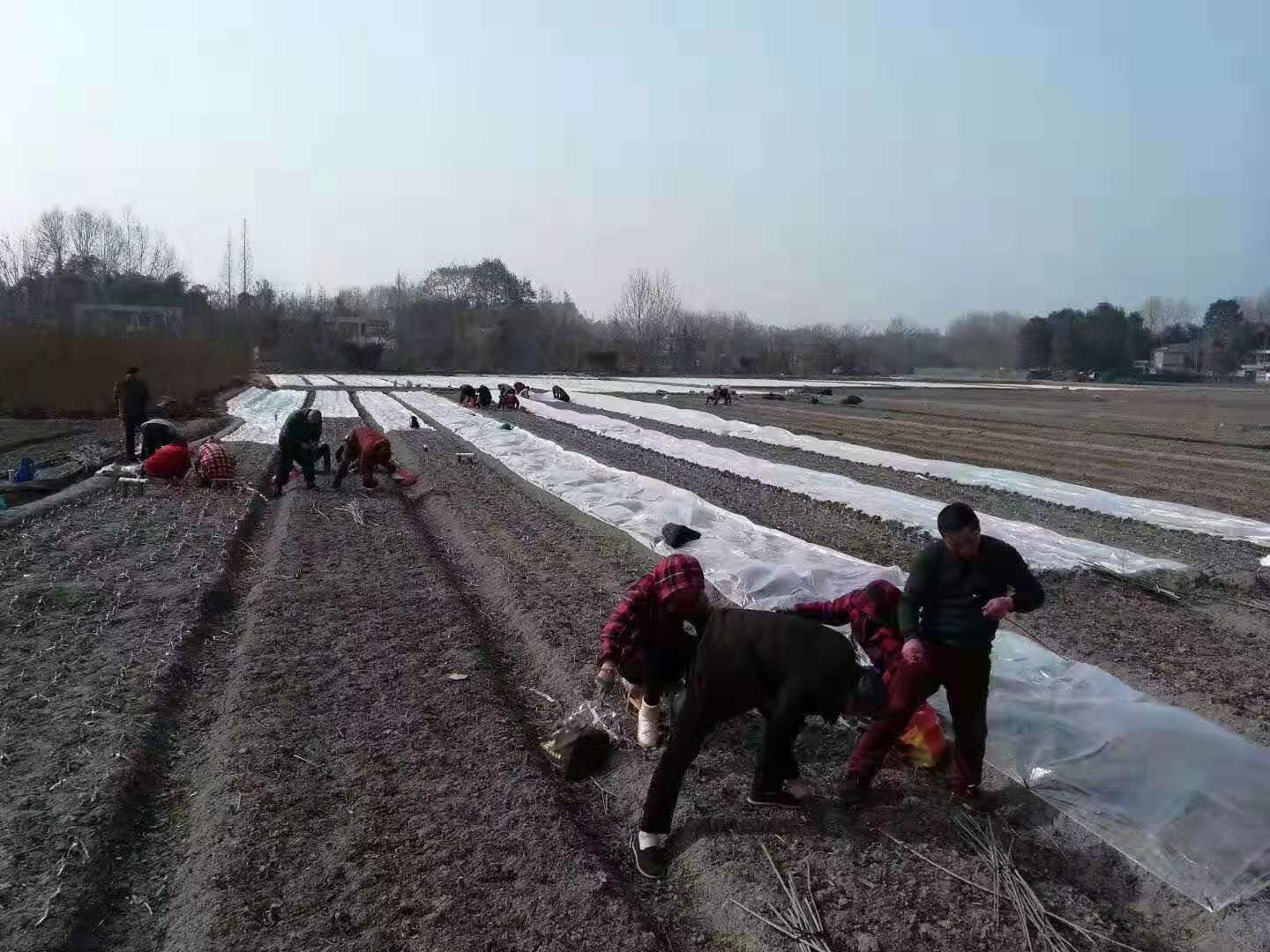 四川蜂糖李子苗,四川蜂糖李子苗批发基地