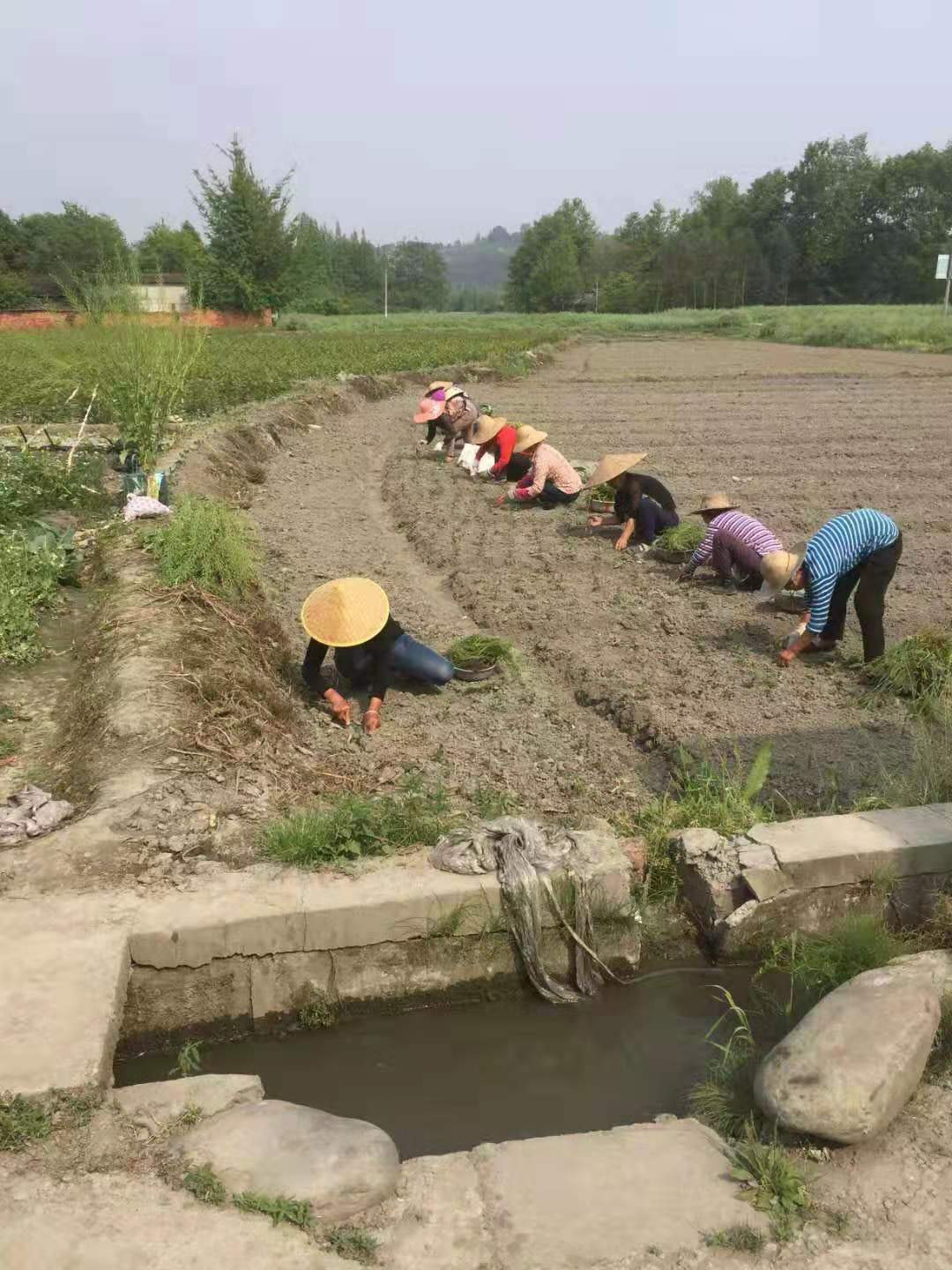 重庆李子苗优良品种,重庆蜂糖李子树苗优良品种