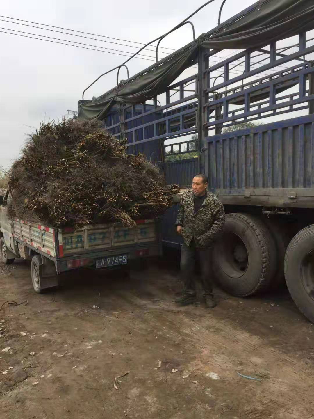 重庆李子苗批发,重庆蜂糖李子苗批发