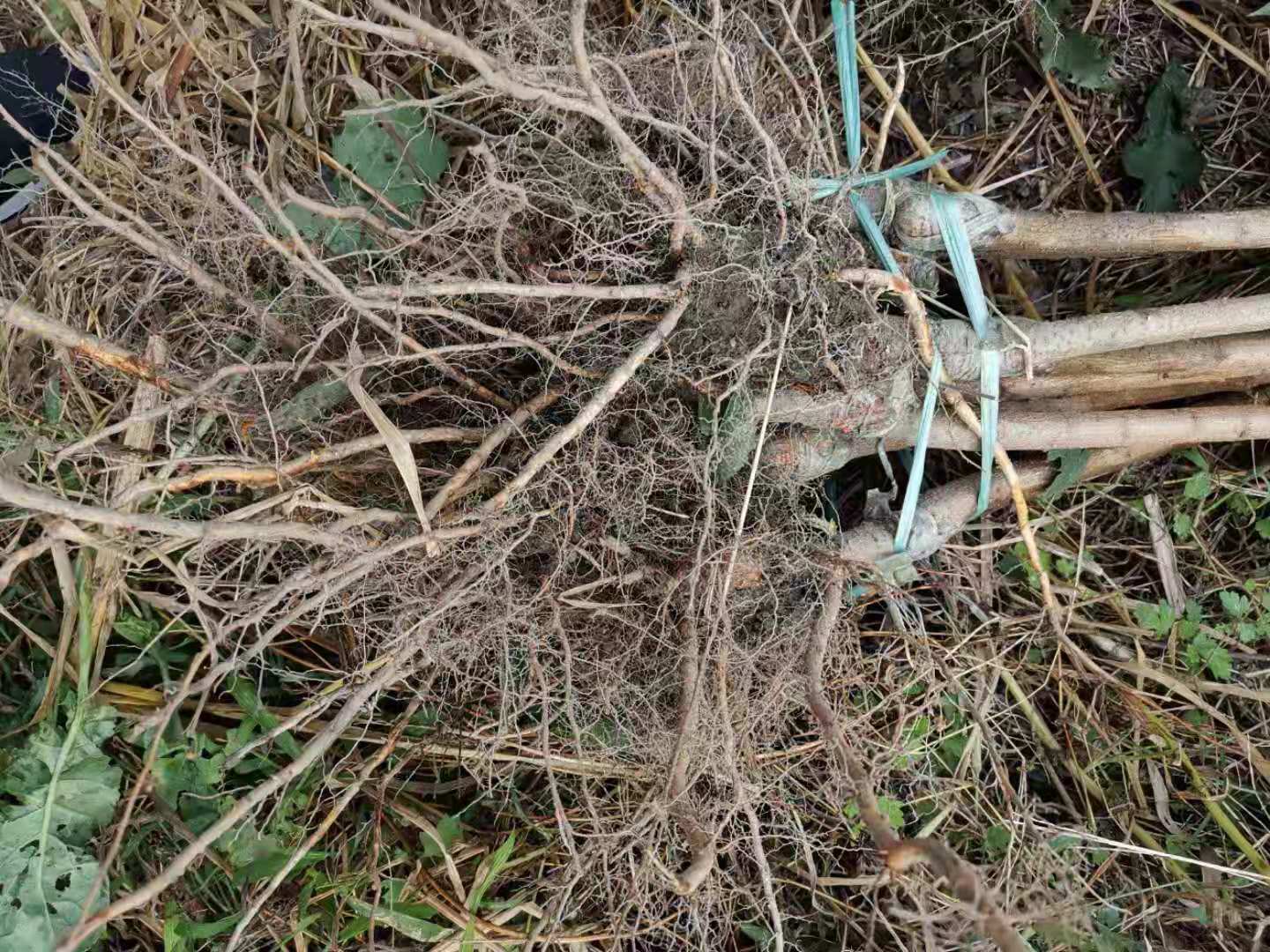 重慶早熟李子苗品種介紹,重慶蜂糖李樹苗品種介紹