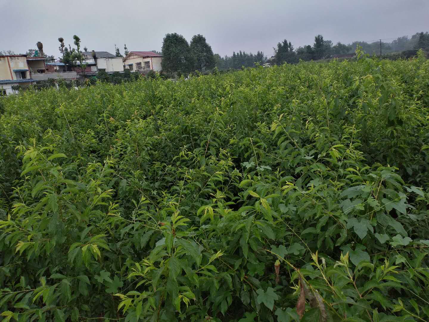 重庆李子树苗求购,重庆蜂糖李树苗求购