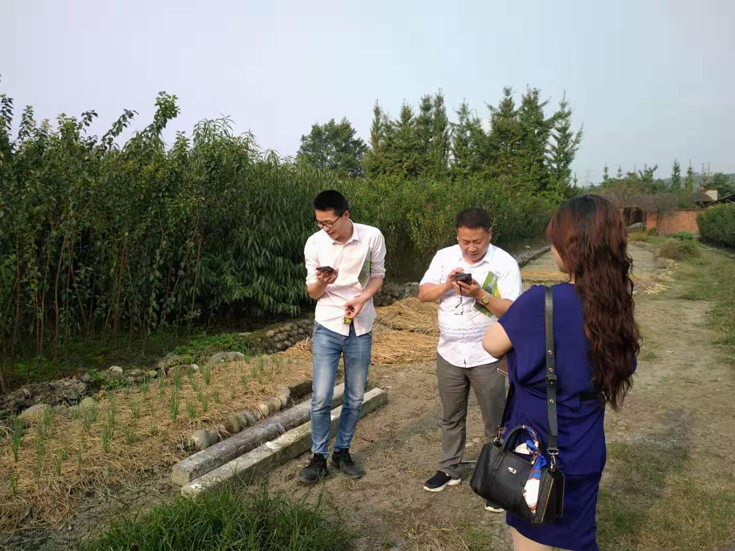 四川西梅李樹苗價格,四川西梅李樹苗出售