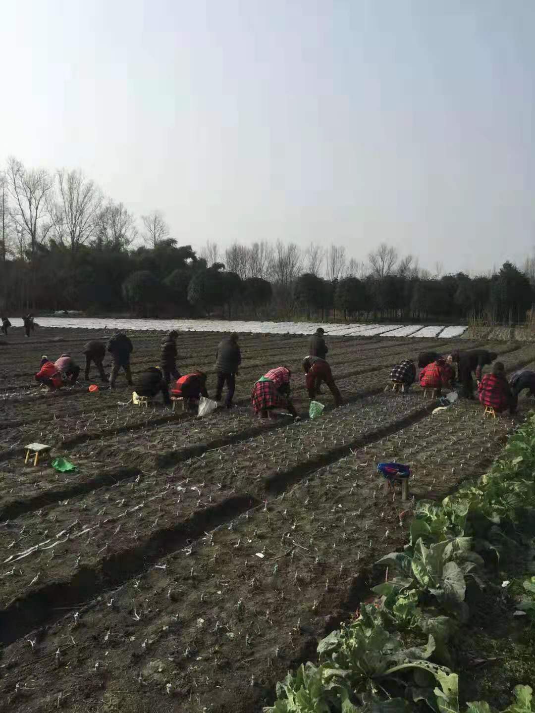 貴州西梅李樹苗價格,貴州西梅李樹苗報價
