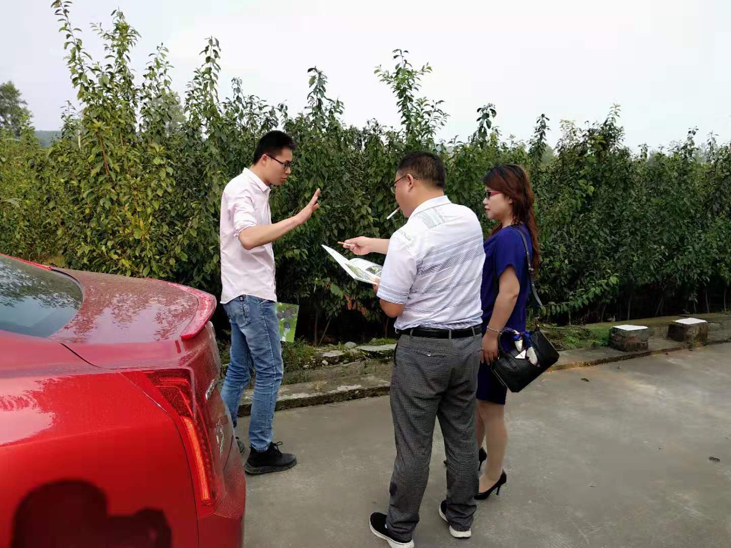 湖北西梅李子樹苗價格,湖北西梅李子樹苗出售