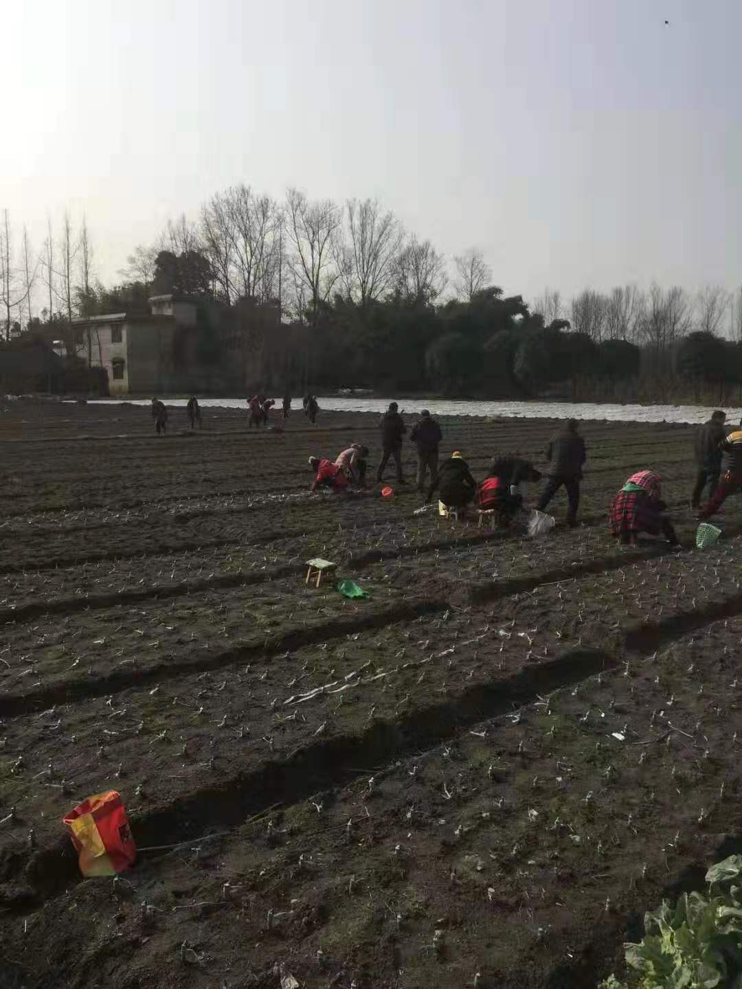 云南西梅李樹苗價(jià)格,云南西梅李樹苗出售
