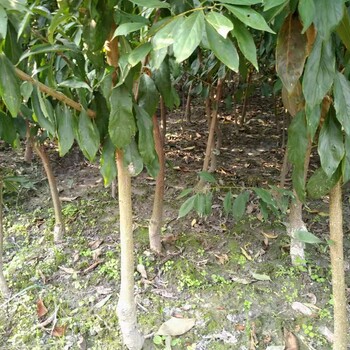 貴州西梅李樹苗價格,貴州西梅李樹苗批發(fā)基地