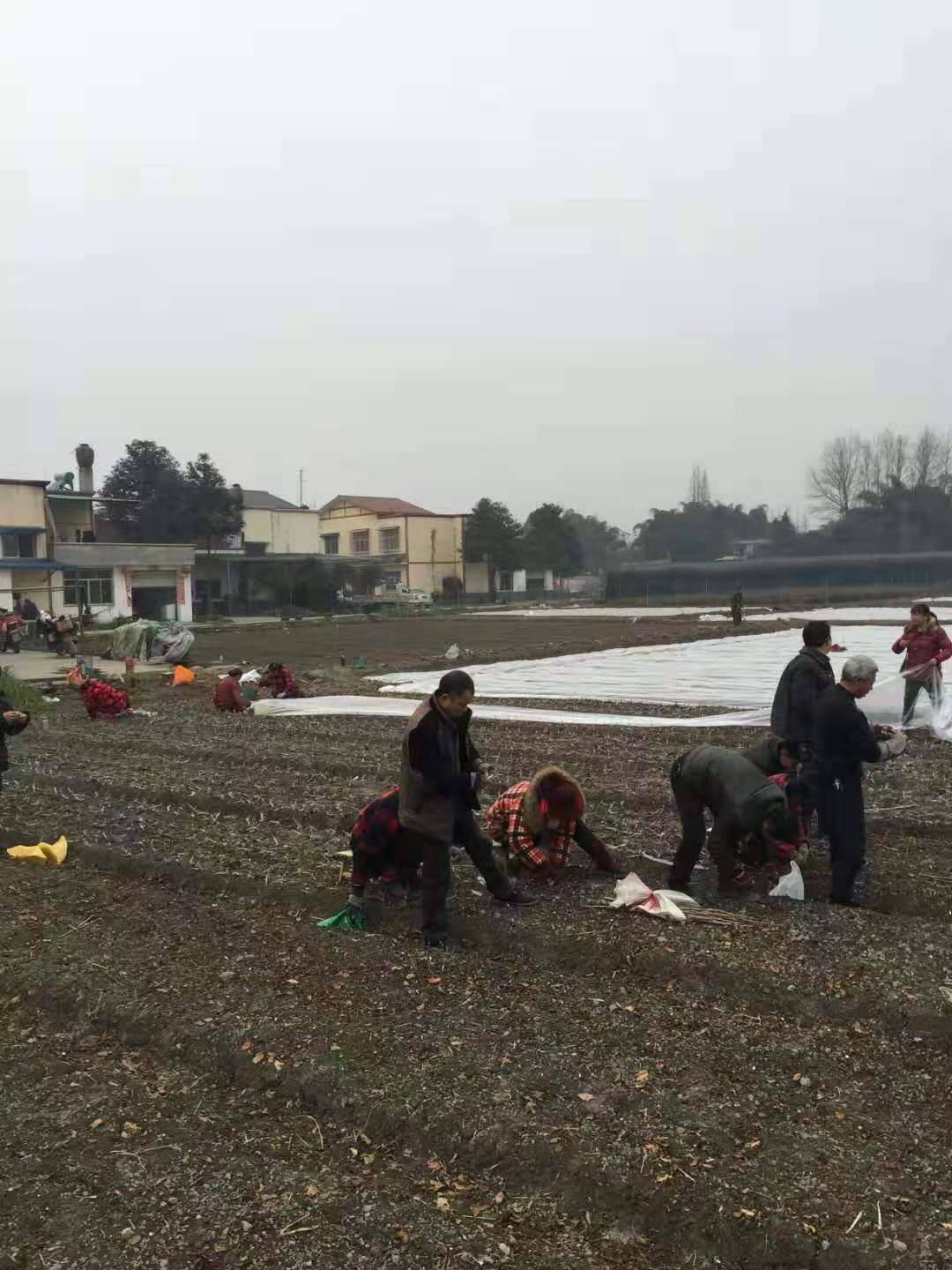 貴州西梅李苗價(jià)格,貴州西梅李苗批發(fā)基地