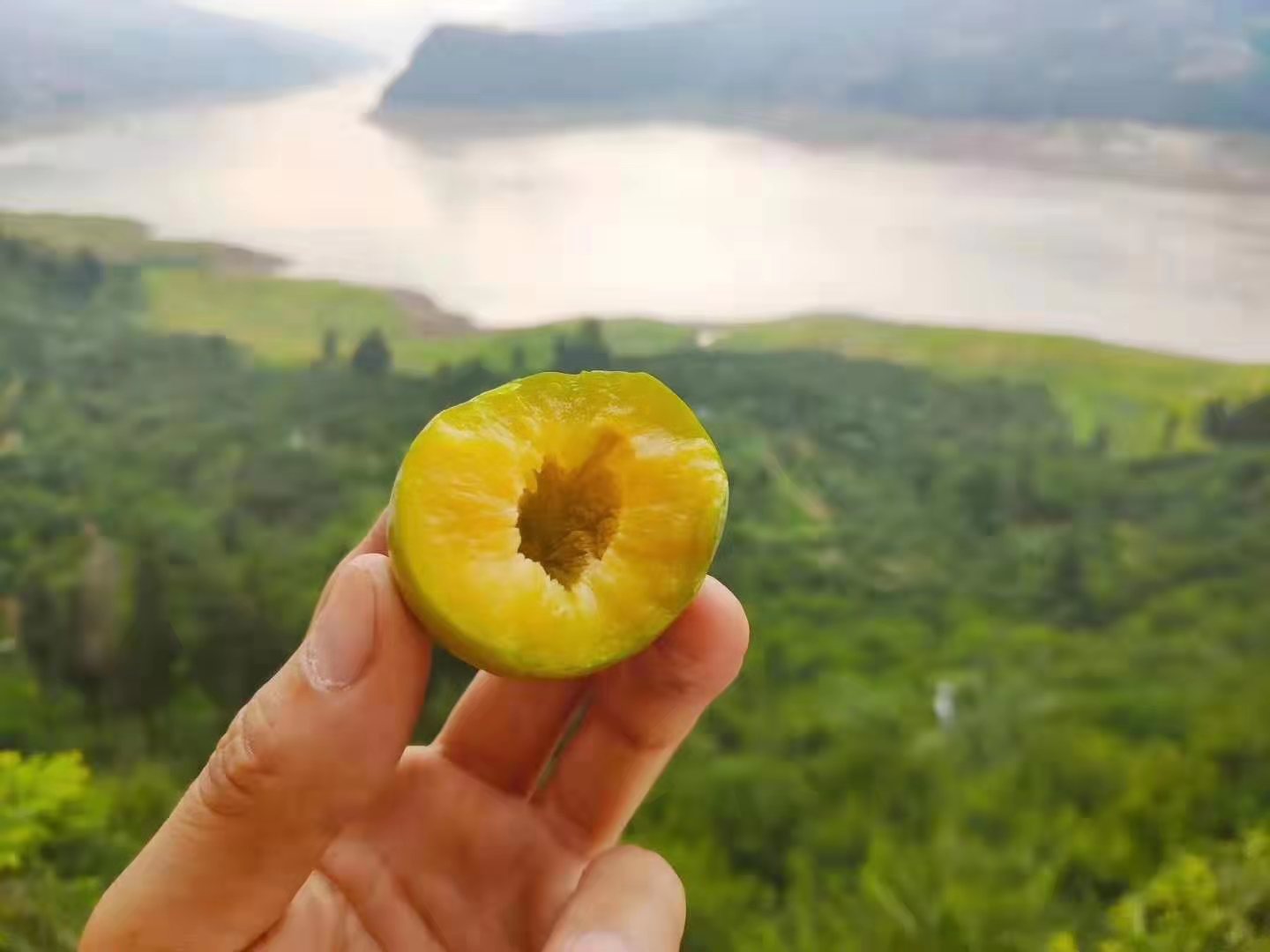 重慶渝北蜂糖李苗價(jià)格,重慶渝北蜂糖李苗種植技術(shù)