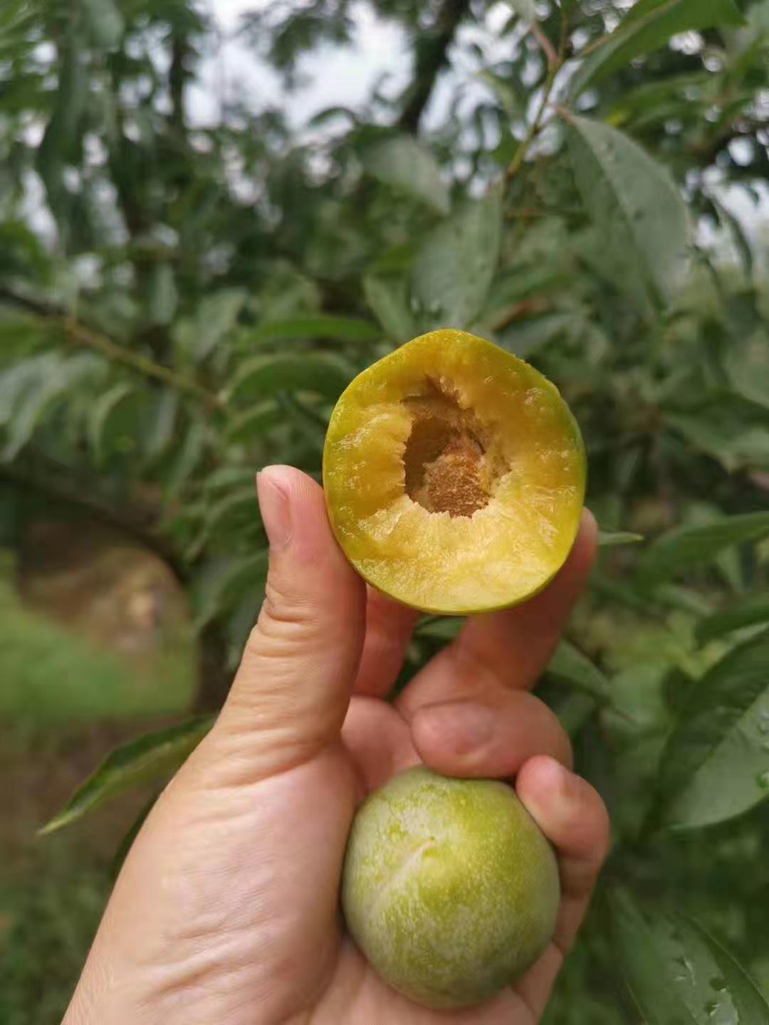 重慶涪陵蜂糖李子樹(shù)苗價(jià)格,重慶涪陵蜂糖李子樹(shù)苗批發(fā)基地