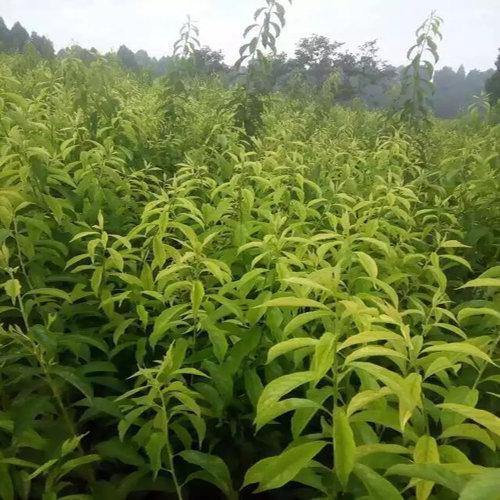 重慶巴南蜂糖李子樹苗價格,重慶巴南蜂糖李子樹苗品種介紹