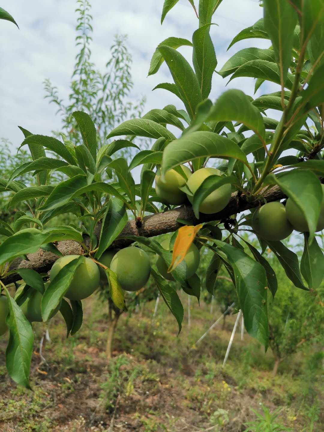 重慶江北蜂糖李子苗價(jià)格,重慶江北蜂糖李子苗批發(fā)基地