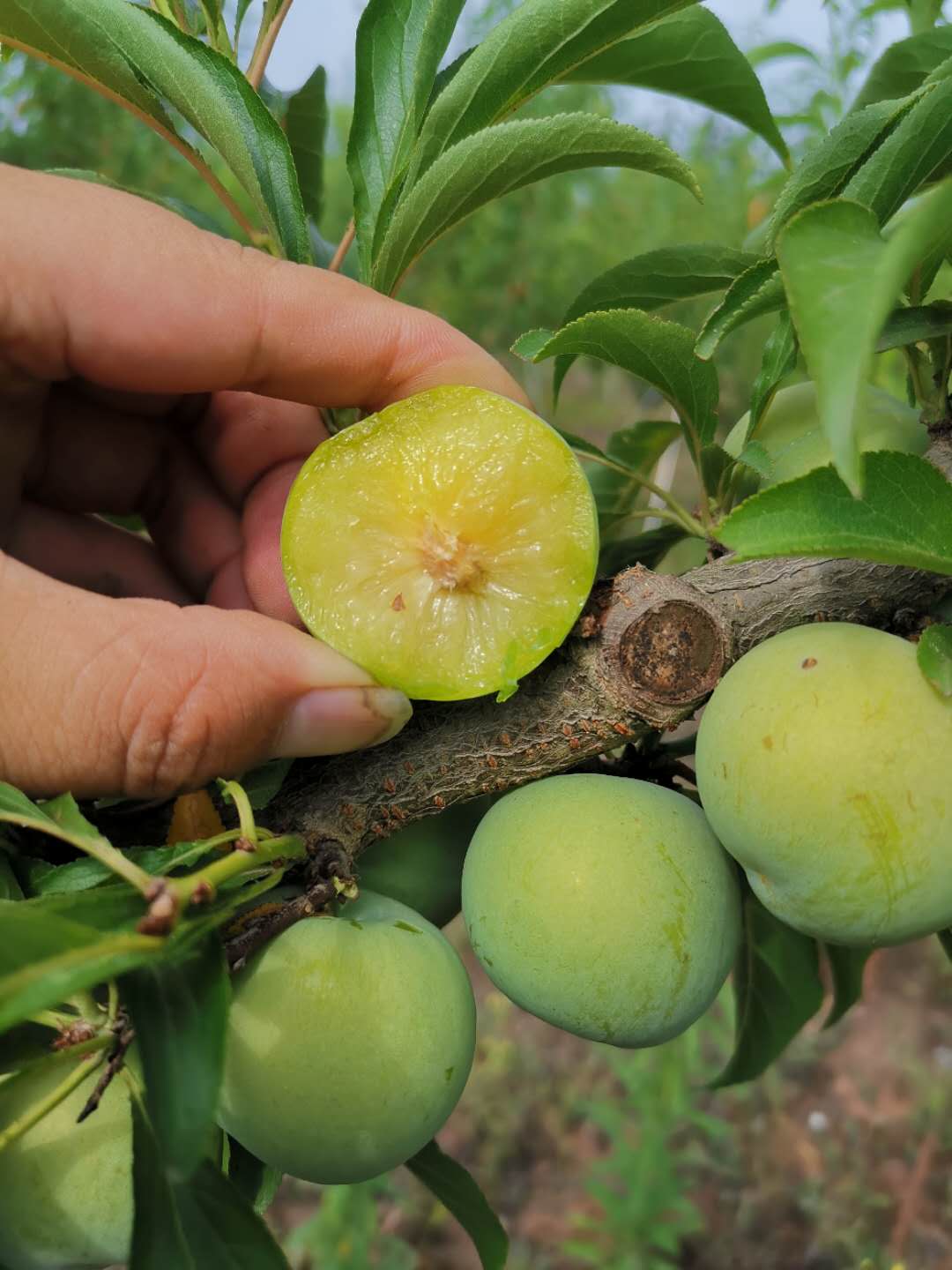 重慶渝北蜂糖李苗價(jià)格,重慶渝北蜂糖李苗種植技術(shù)