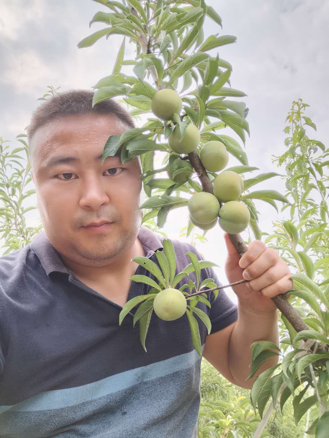 重慶大足蜂糖李子樹苗價(jià)格,重慶大足蜂糖李子樹苗種植技術(shù)
