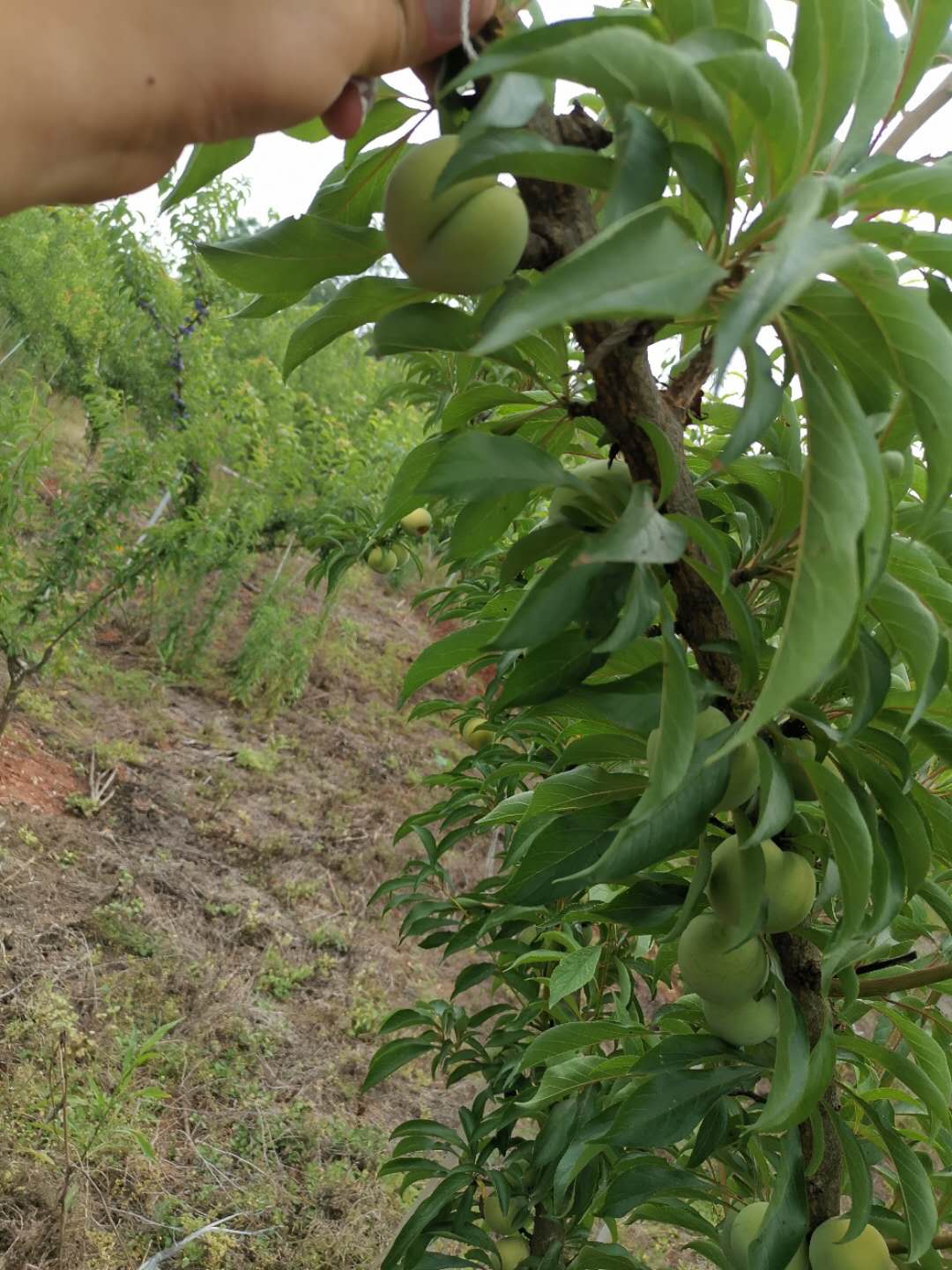 重庆万州蜂糖李子苗价格,重庆万州蜂糖李子苗种植技术