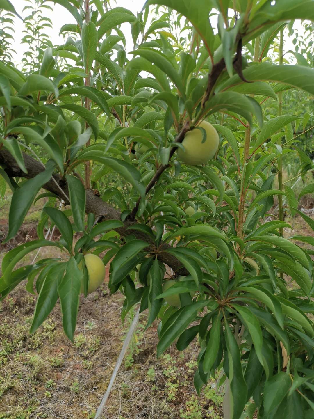 重慶大足蜂糖李子樹苗價(jià)格,重慶大足蜂糖李子樹苗種植技術(shù)