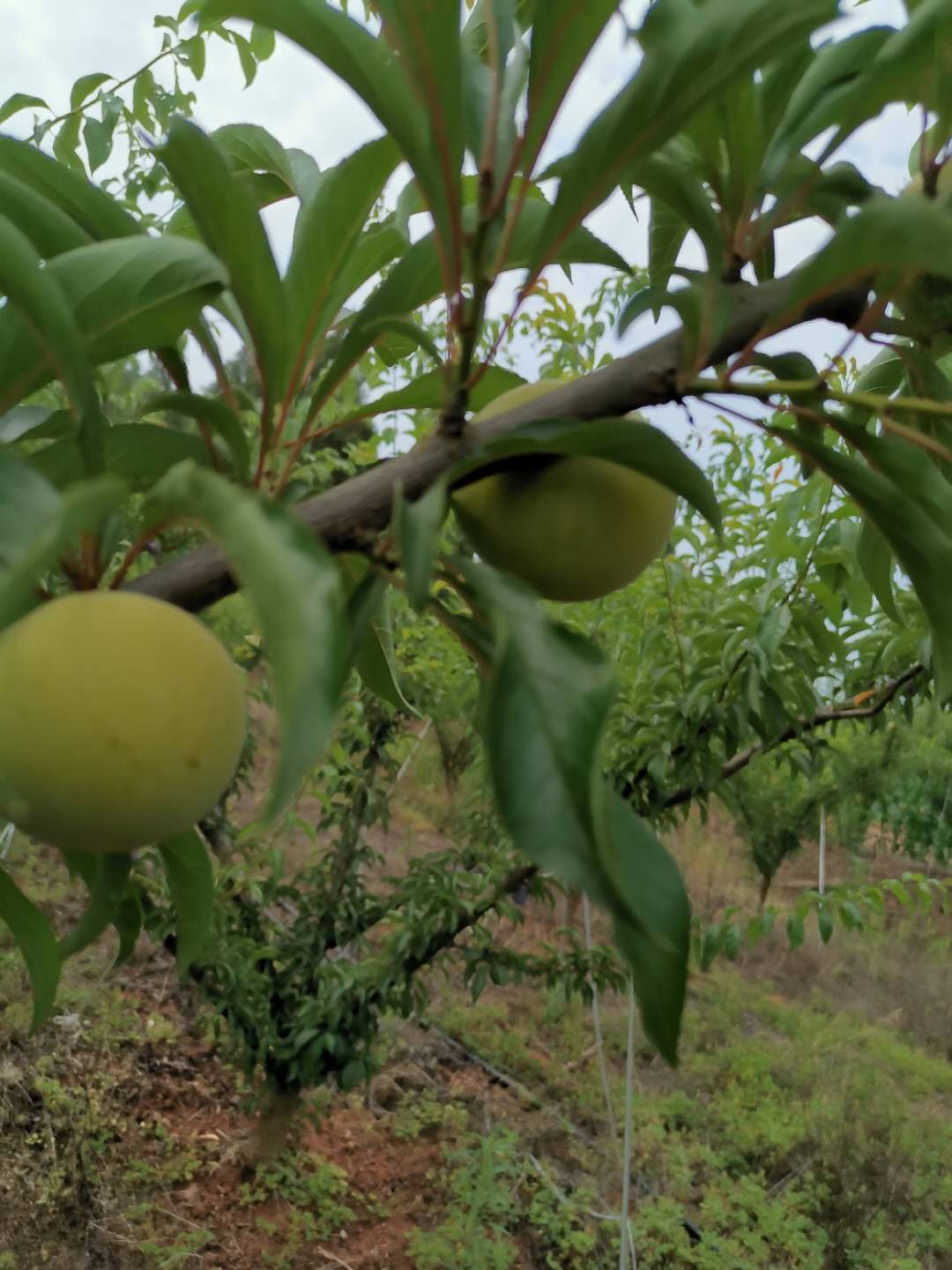 重慶江北蜂糖李苗價(jià)格,重慶江北蜂糖李苗品種