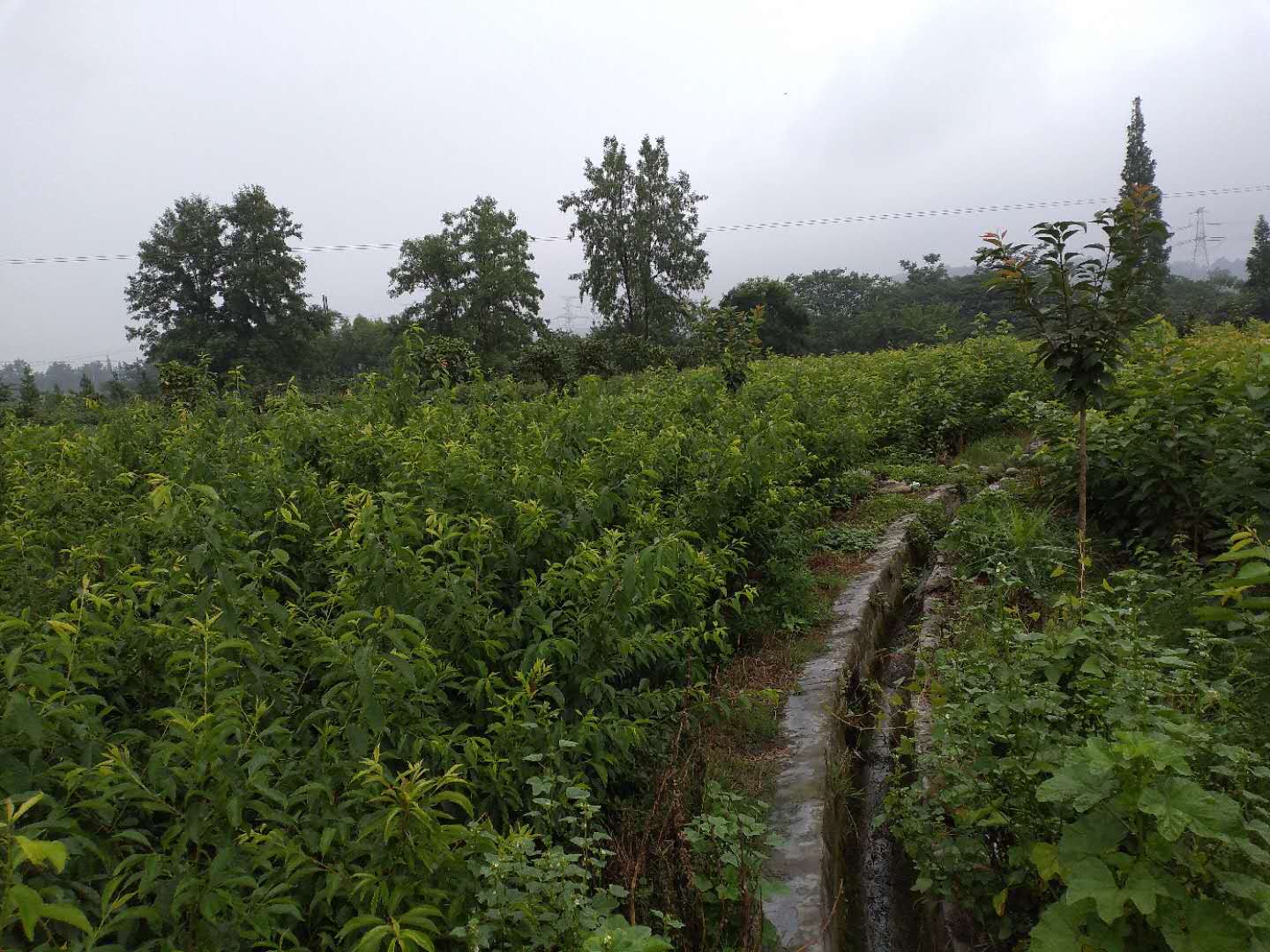重慶江津蜂糖李子樹(shù)苗價(jià)格,重慶江津蜂糖李子樹(shù)苗優(yōu)良品種
