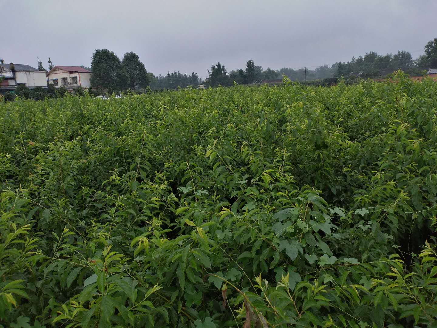 重庆垫江蜂糖李苗价格,重庆垫江蜂糖李苗求购