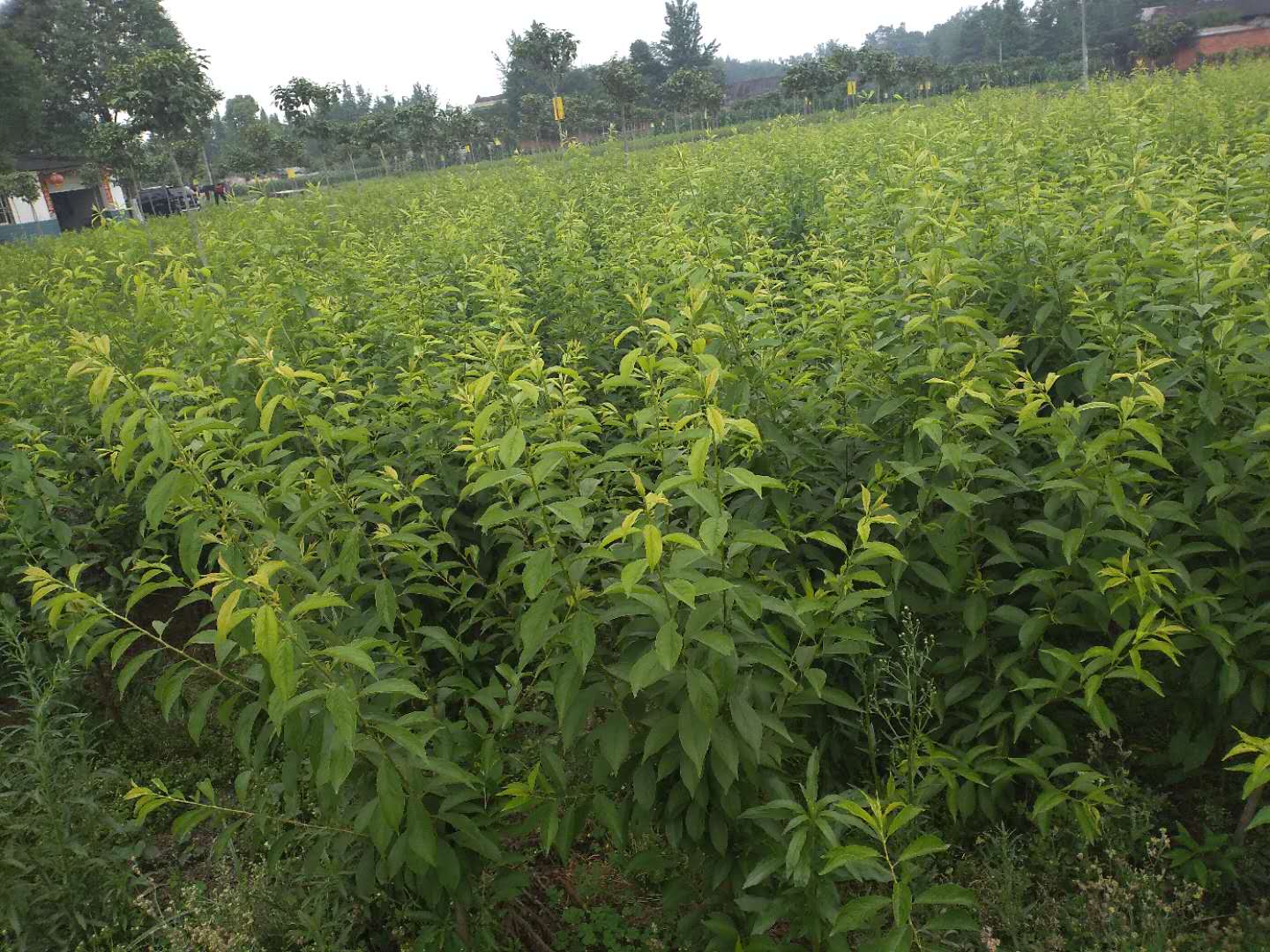 湖北西梅苗苗圃,湖北西梅苗品種