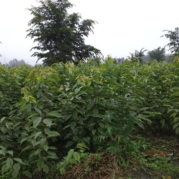 贵州西梅树苗供应,贵州西梅树苗新品种价格