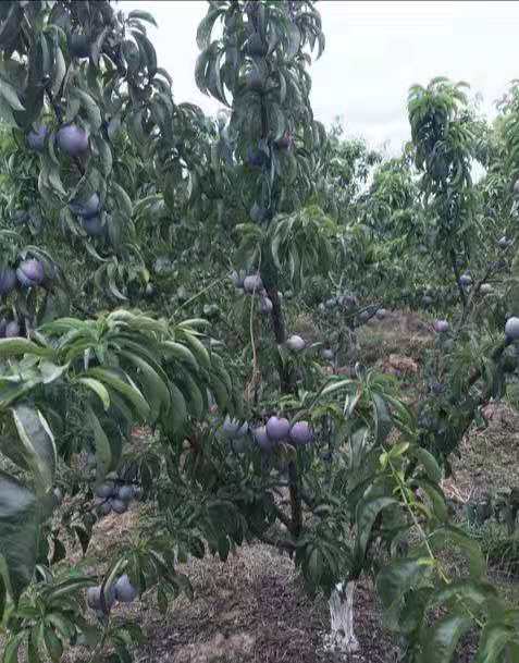 湖北五月脆李子树苗批发,湖北五月脆李子树苗新品种价格