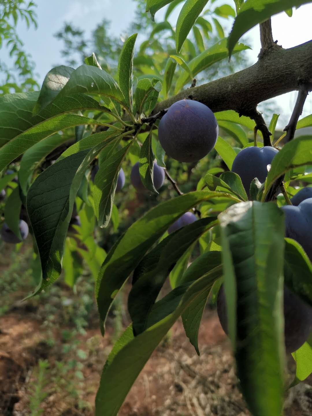 湖北五月脆李苗销售,湖北五月脆李苗种植技术