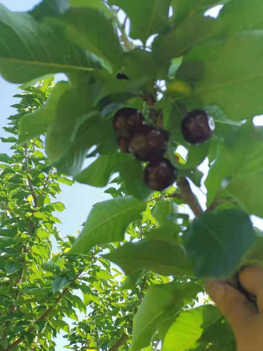 乐山车厘子树苗种植技术,乐山车厘子树苗销售