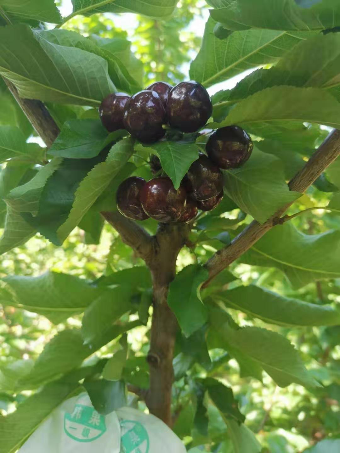 贵州车厘子苗出售,贵州车厘子苗种植技术