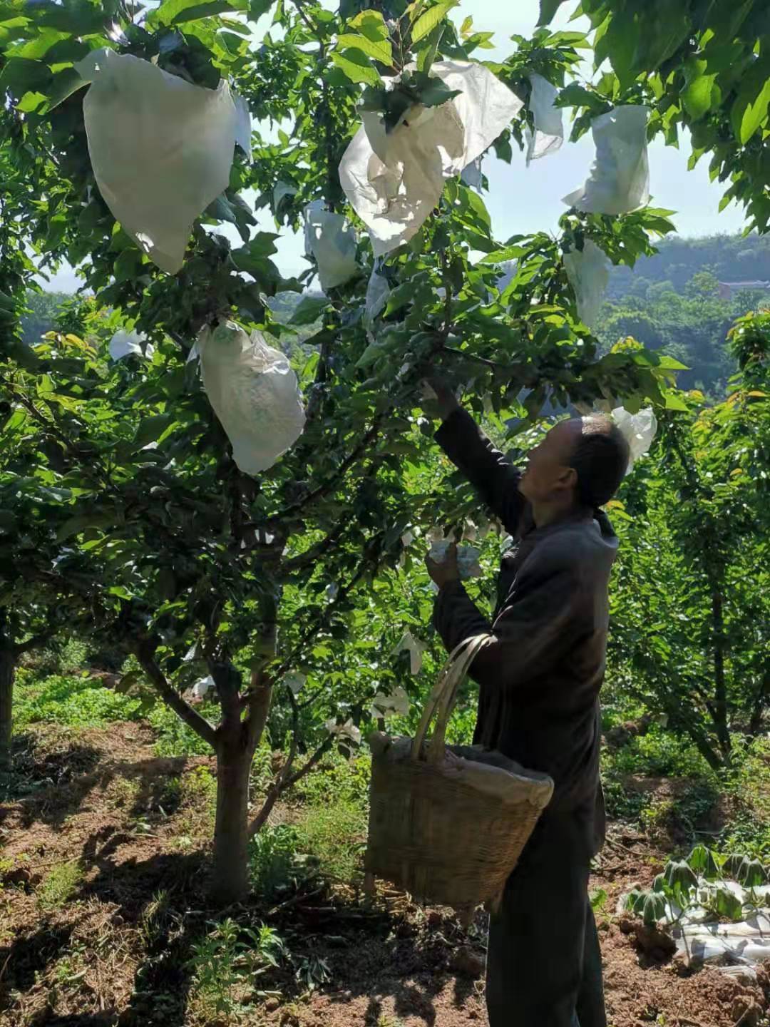 贵州车厘子苗出售,贵州车厘子苗种植技术