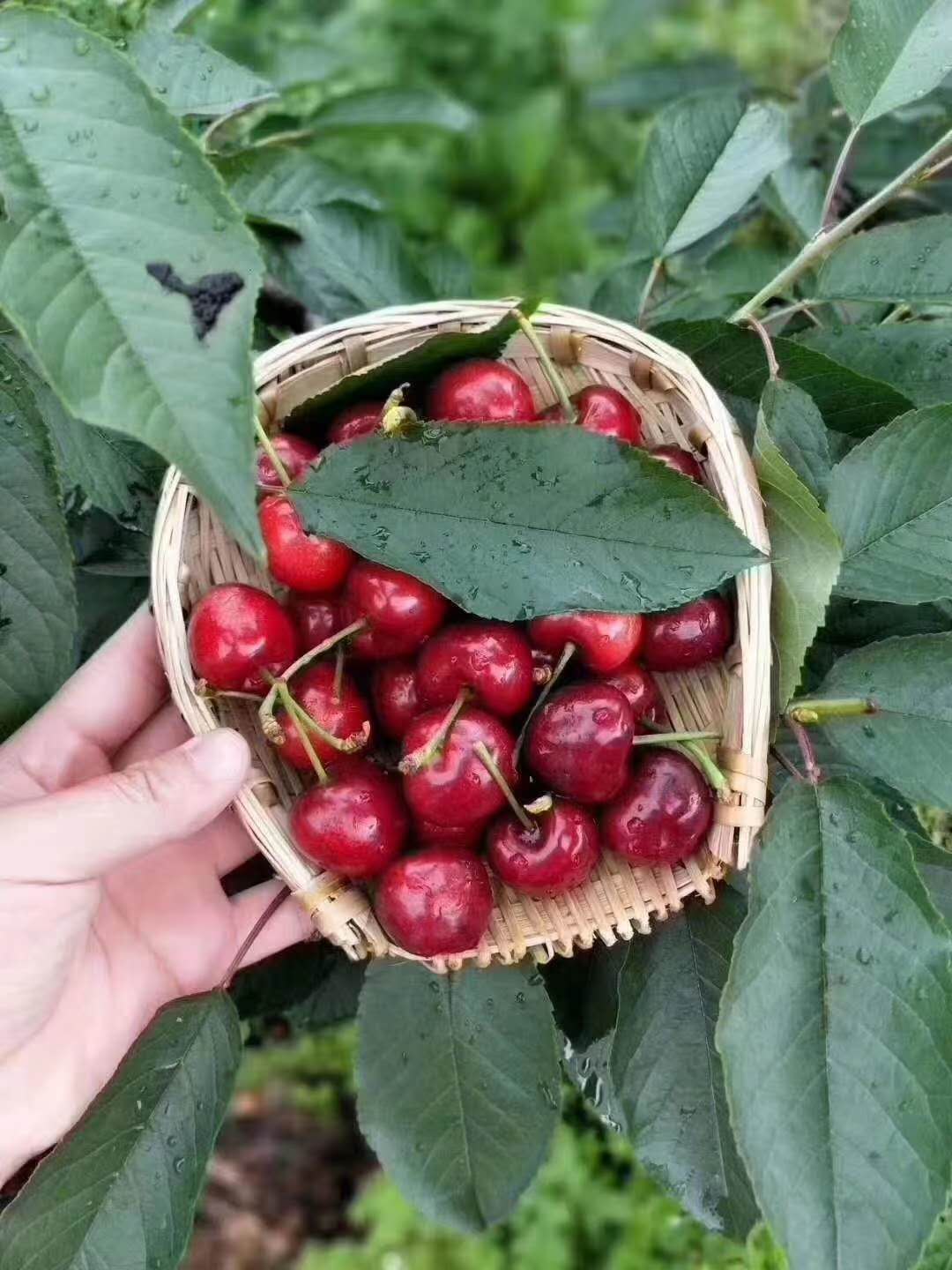 湖南车厘子树苗品种,湖南车厘子树苗报价