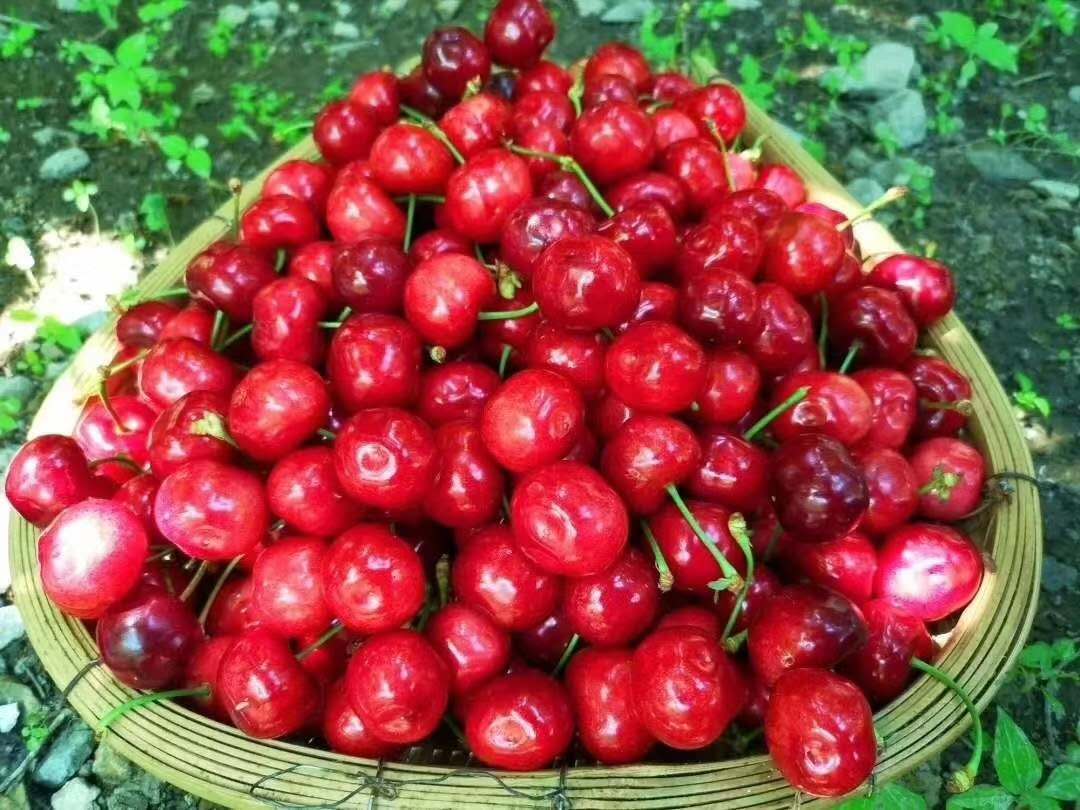 重庆车厘子苗品种,重庆车厘子苗供应