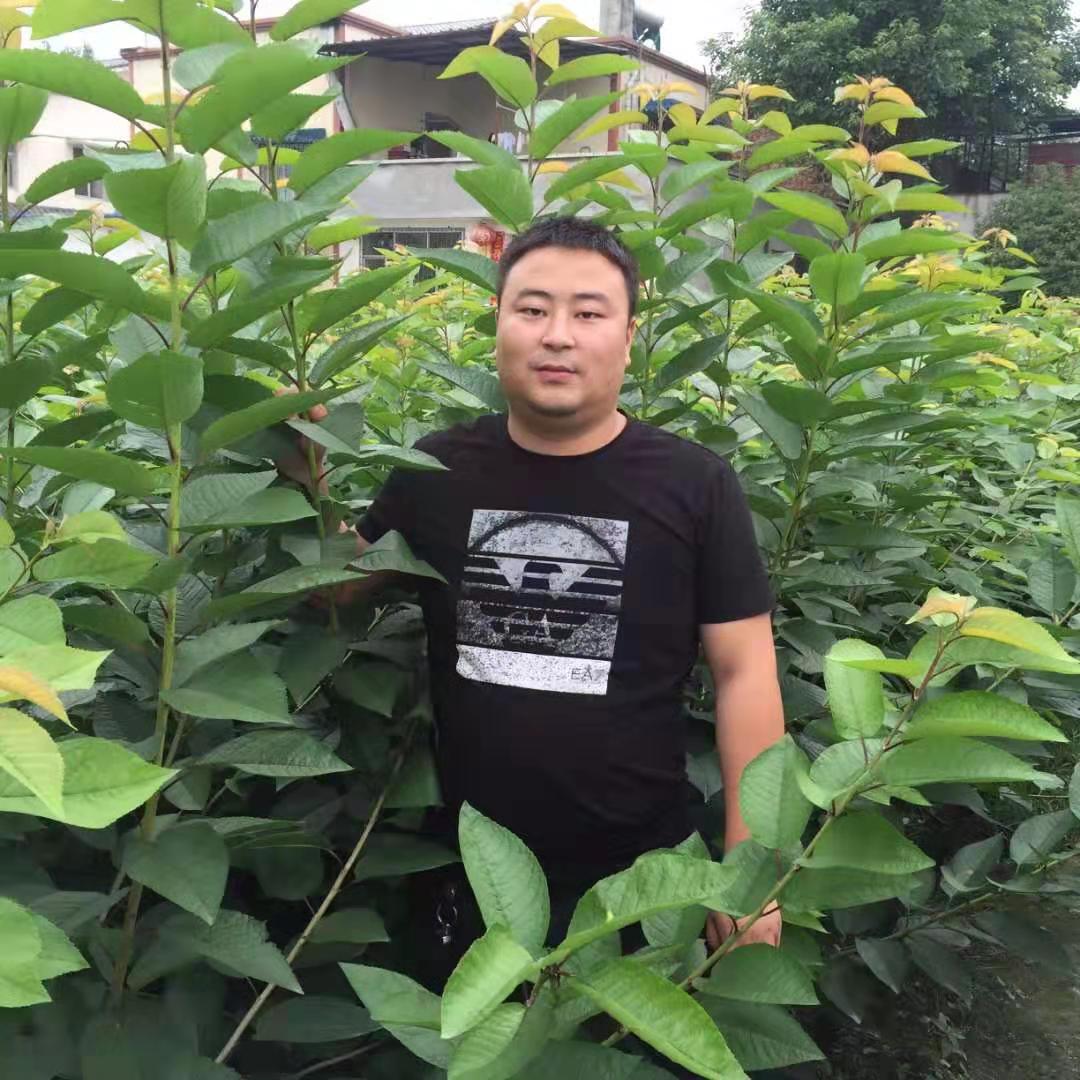 資陽車厘子樹苗批發(fā)基地,資陽車厘子樹苗那里好