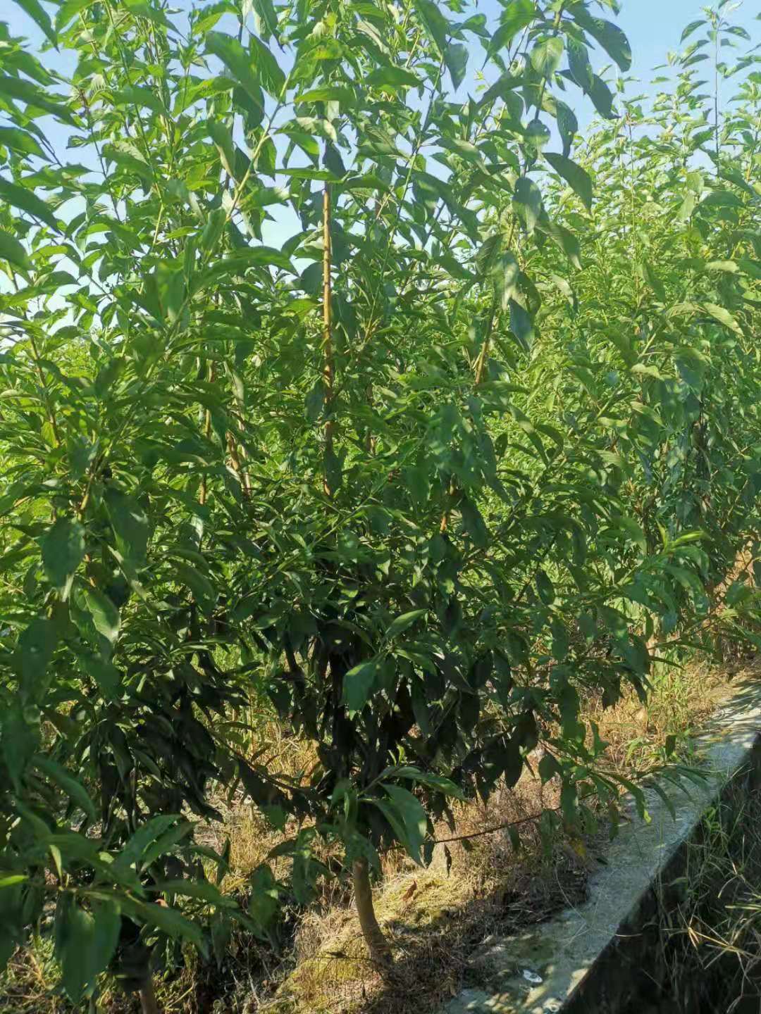 重慶車厘子苗種植技術(shù),重慶車厘子苗銷售