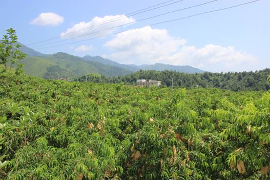 重慶涪陵桃子苗哪里有,重慶涪陵桃子苗出售