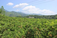 湖南岳阳桃子苗多少钱一根,湖南岳阳桃子苗那里好图片1