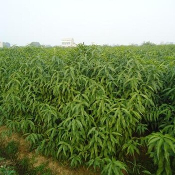 貴州貴陽桃子樹苗新品種,貴州貴陽桃子樹苗報(bào)價(jià)