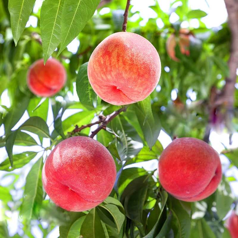 重庆万州桃子树苗新品种价格,重庆万州桃子树苗销售