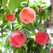 贵州贵阳桃子树苗种植技术,贵州贵阳桃子树苗批发
