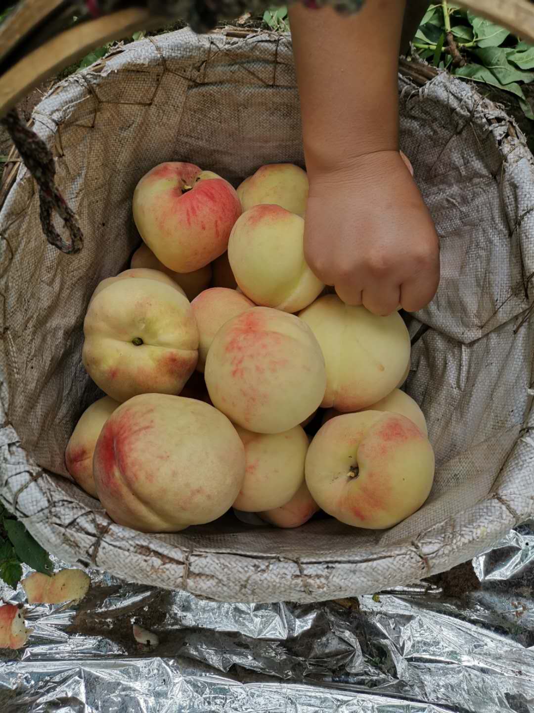 云南迪庆桃子树苗种植技术,云南迪庆桃子树苗苗圃