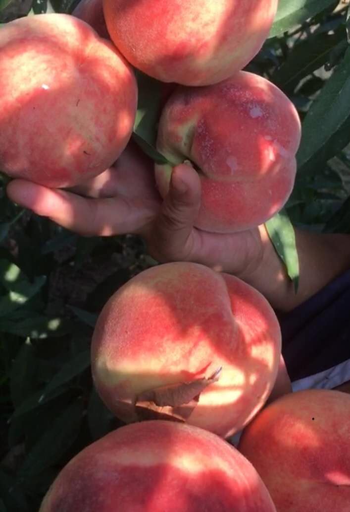 湖北鄂州桃子树苗优良品种,湖北鄂州桃子树苗出售