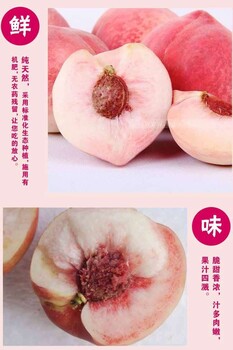 桃子苗貨源,重慶秀山桃子苗