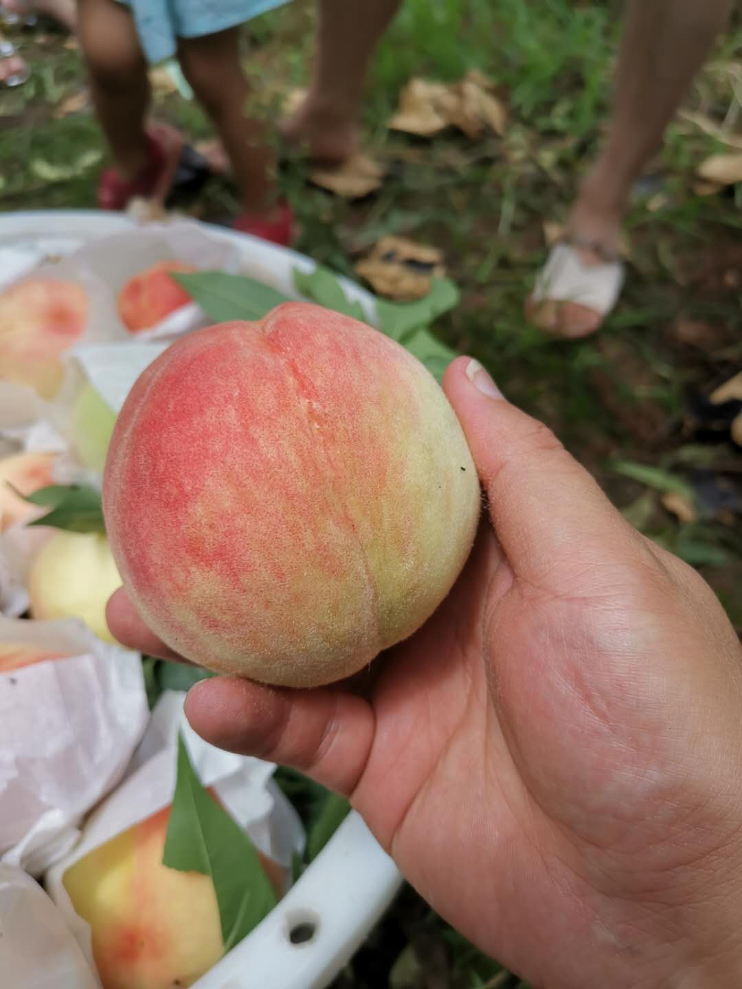 重庆南川桃子树苗哪里有,重庆南川桃子树苗货源