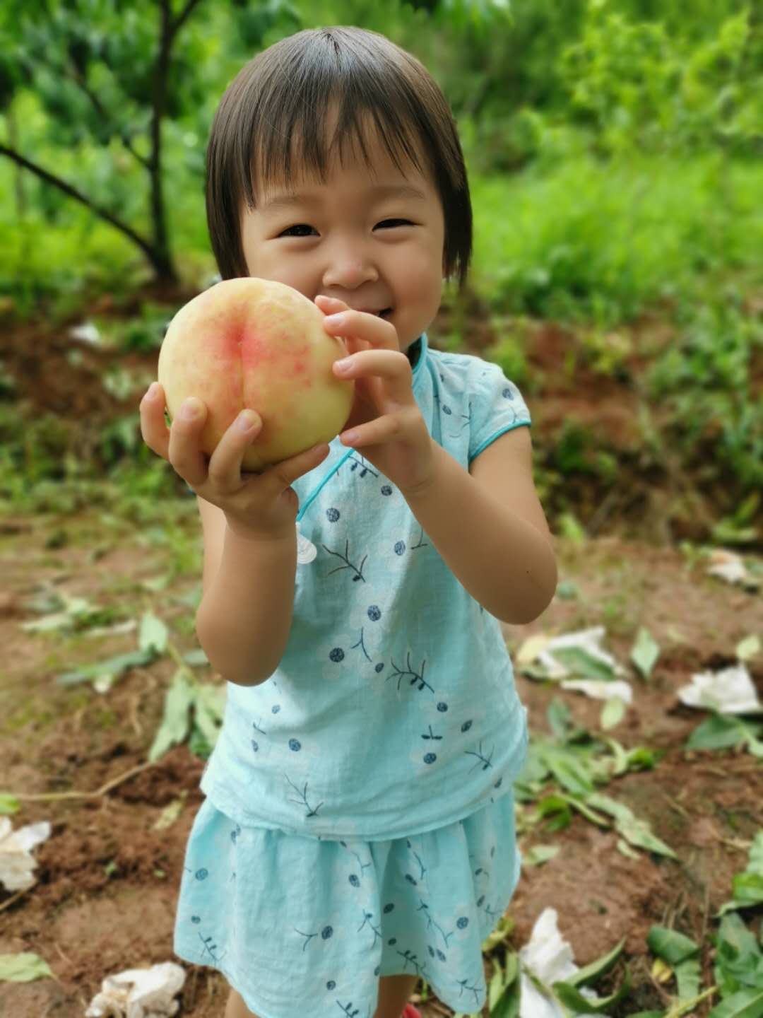 湖南湘西桃子苗品种介绍,湖南湘西桃子苗供应