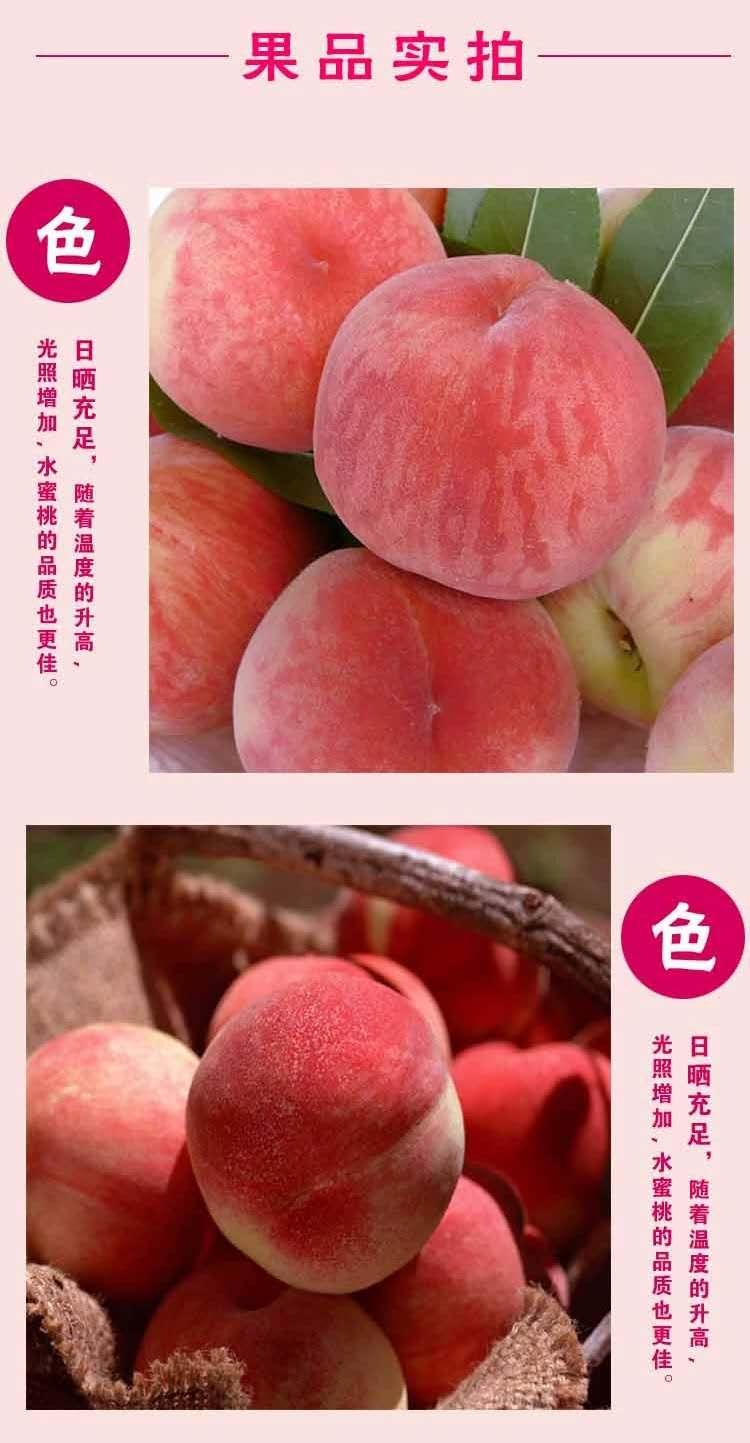 湖北黄冈桃子树苗优良品种,湖北黄冈桃子树苗那里好